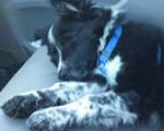 Smudge