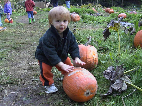 Pumpkin Patch 02