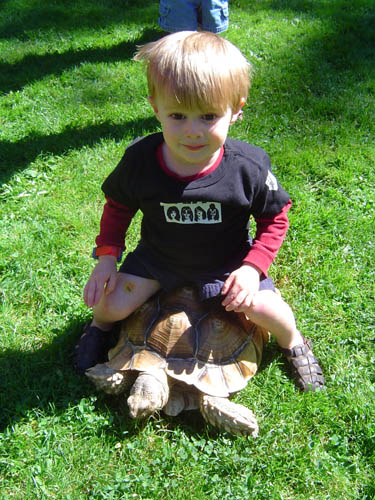 Dane Tortoise