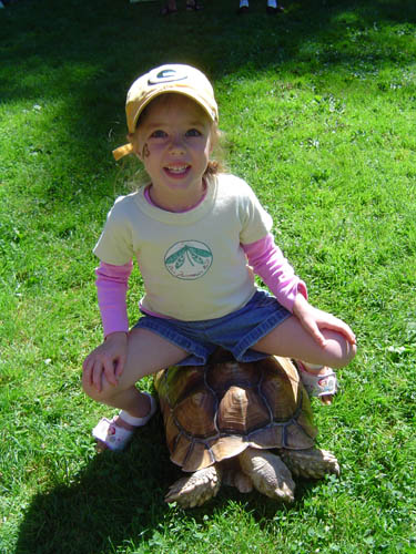 Maddy Tortoise