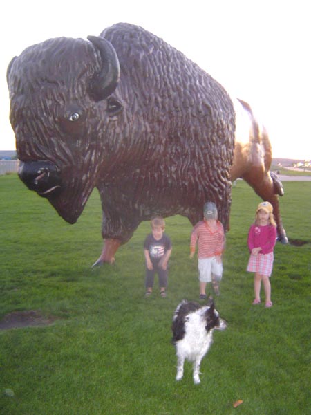 Buffalo Oacoma, SD