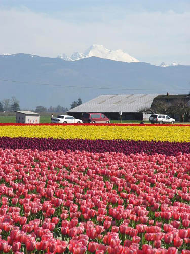 Skagit Valley Tulip Fest 04