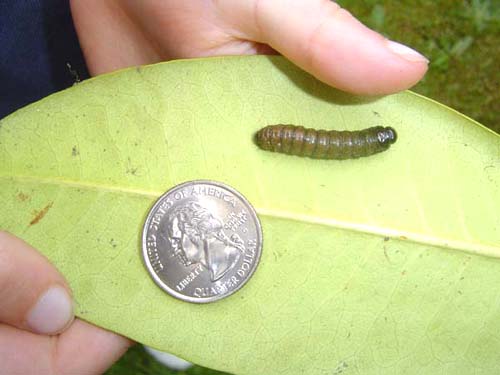 Caterpillar