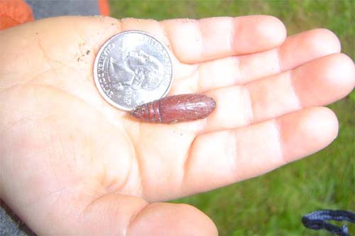 Pupa