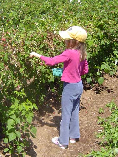 Maddy Berry Picking