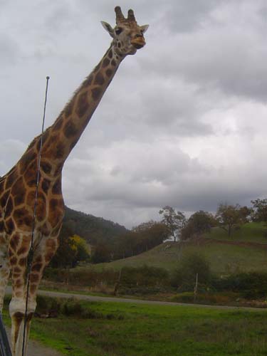 Giraffe