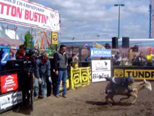 Mutton Bustin' Brock