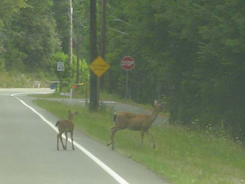 Hood Canal Deer
