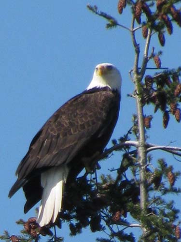 Bald Eagle