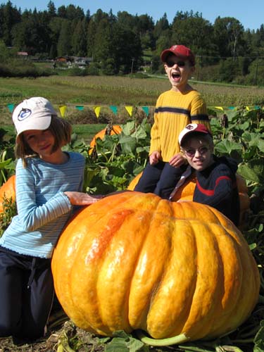 Pumpkin Patch 03