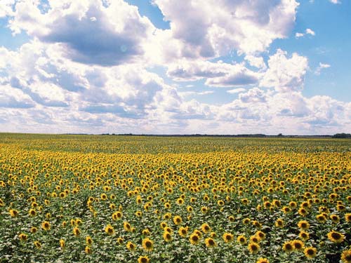 Road Trip ND Sunflowers