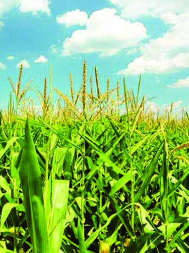Road Trip WI Corn Field