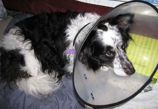 Cone of Shame Cuzco