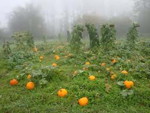 Camp Korey Pumpkins