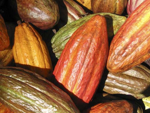 Cacao Bean