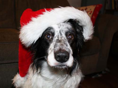 Cuzco Wearing Santa Hat