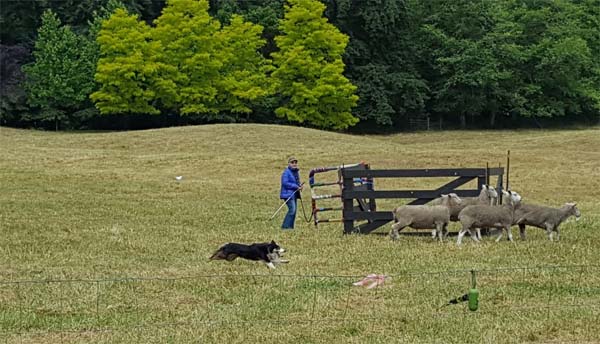 Vashon Sheepdog Classic 02