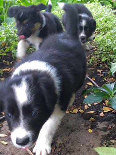 Heather, Son, Smudge