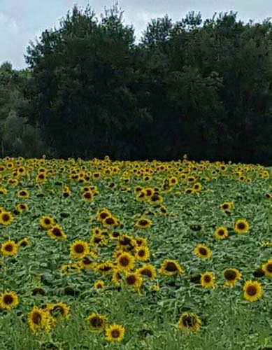 Sunflowers