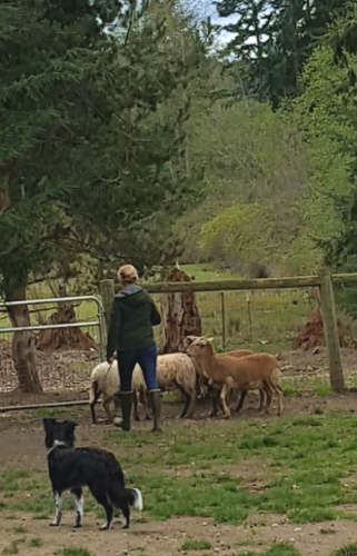 Smudge, Maggi, Sheep