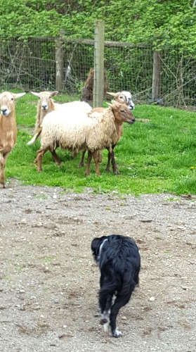 Smudge and Sheep