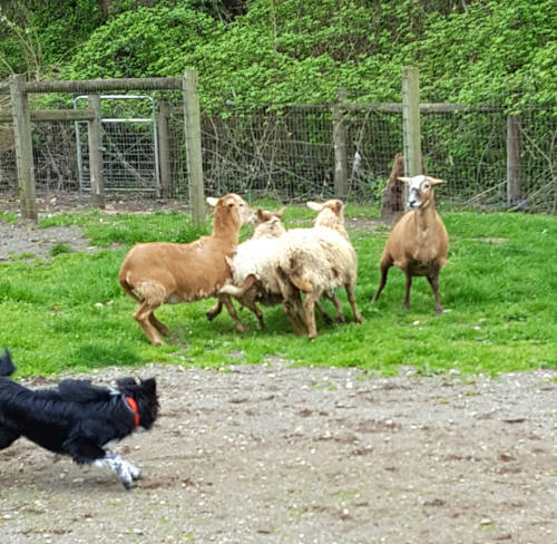 Smudge running after sheep