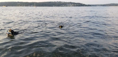 Smudge Swimming Magnuson Park