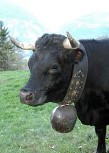 Evolene Swiss Cow 04