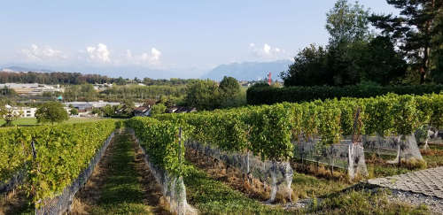 Suisse Enchandens 02