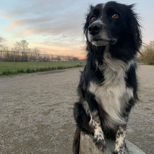 Magnuson Park Sunset Smudge