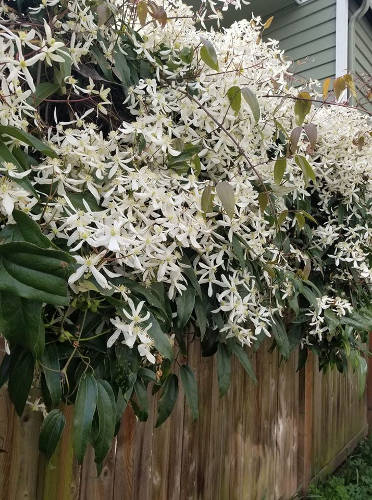 Evergreen Clematis