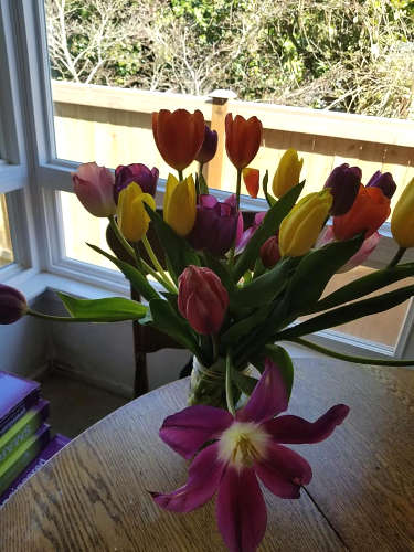 Easter Tulips