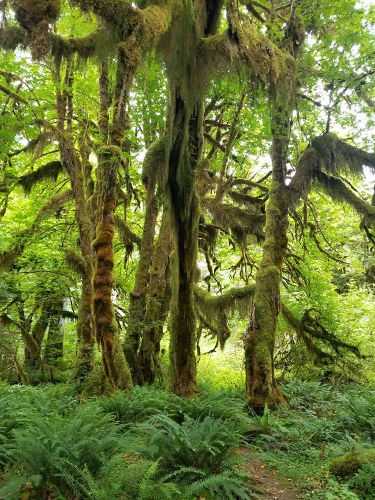 Hoh Rainforest 01
