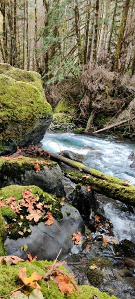 Hamma Hamma River 02