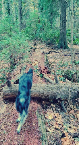 Pt Defiance Smudge 02