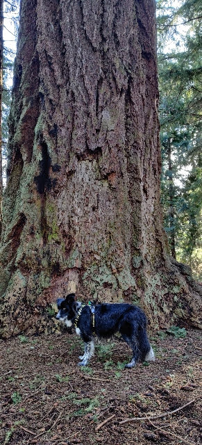 Smudge at the Mountaineer Tree