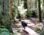 Bainbridge Grand Forest