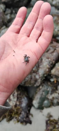 Deception Pass Crab 02