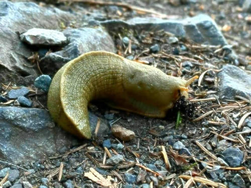Deception Pass Slug 03