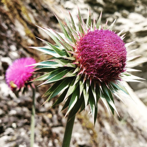 Thistle