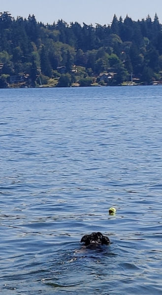 Smudge Lake Washington 01