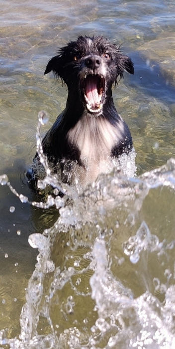 Smudge Lake Washington 03