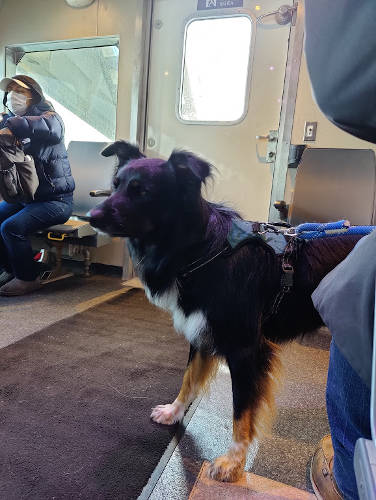 East River Ferry Dog