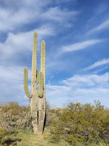 AZ Saguaro Cactus