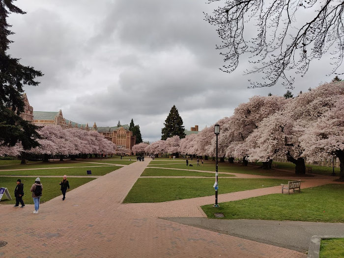 UW Quad Cherry Trees Dane Mom