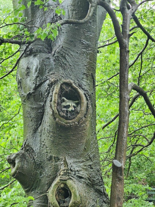 Central Park Raccoon