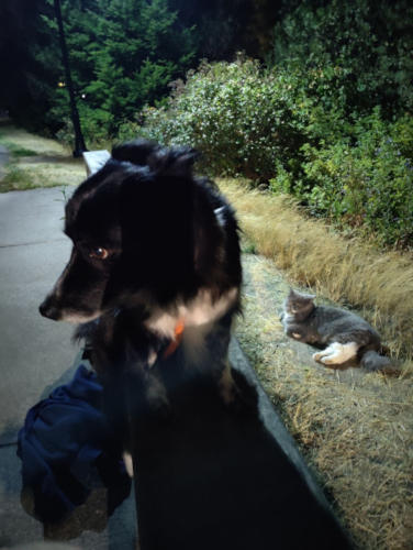 Maple Leaf Smudge Cat 26-Aug