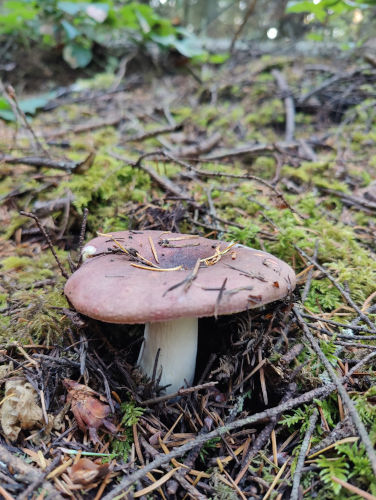 Fort Ebey Mushroom