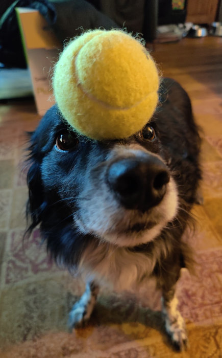 Tiger Mountain Foraging Papa