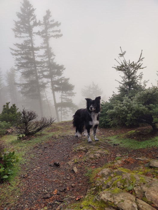 Orcas Island Smudge 10